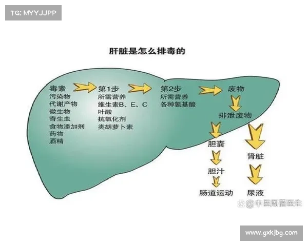胆毒胆作用机制及其在肝胆疾病中的临床研究进展 胆毒胆作用机制及其在肝胆疾病中的临床研究进展